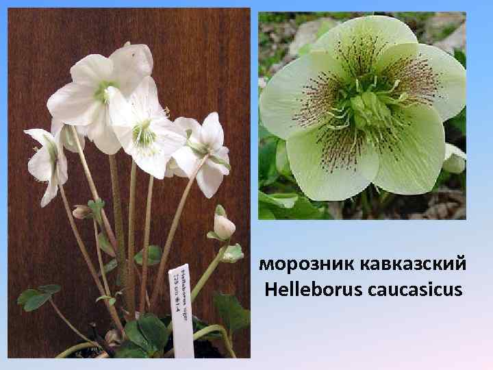 морозник кавказский Helleborus caucasicus 