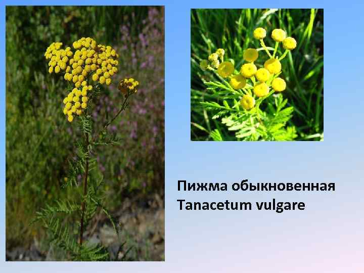 Пижма обыкновенная Tanacetum vulgare 