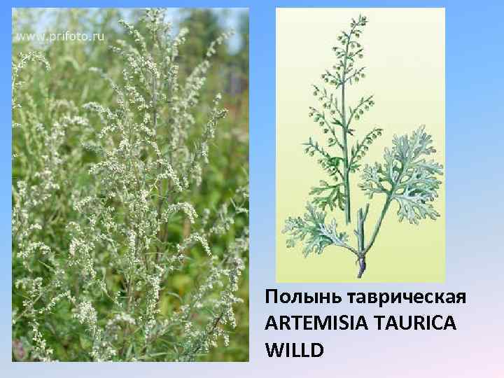Полынь таврическая ARTEMISIA TAURICA WILLD 