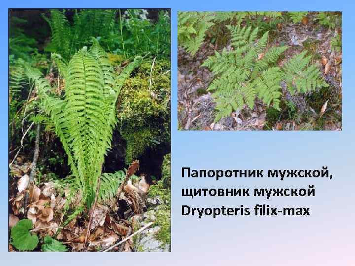 Папоротник мужской, щитовник мужской Dryopteris filix-max 