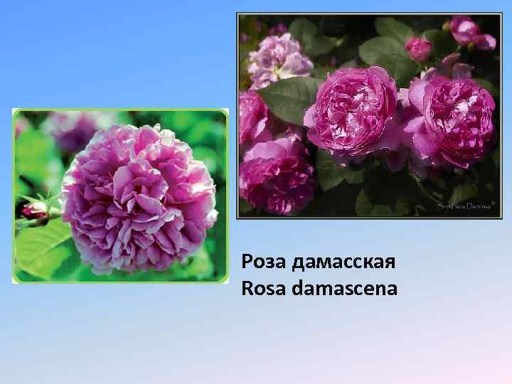 Роза дамасская Rosa damascena 