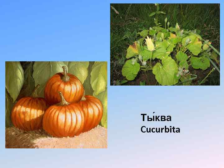 Ты ква Cucurbita 