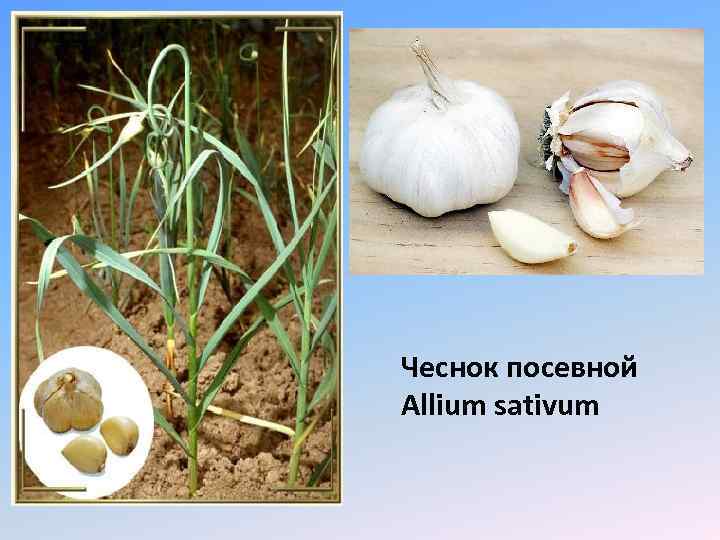 Чеснок посевной Allium sativum 