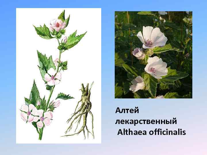 Алтей лекарственный Althaea officinalis 
