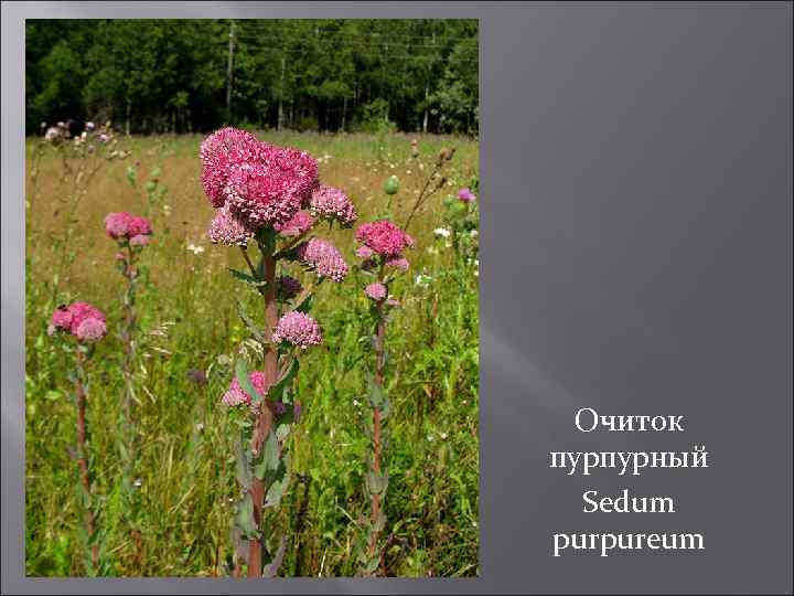 Очиток пурпурный Sedum purpureum 