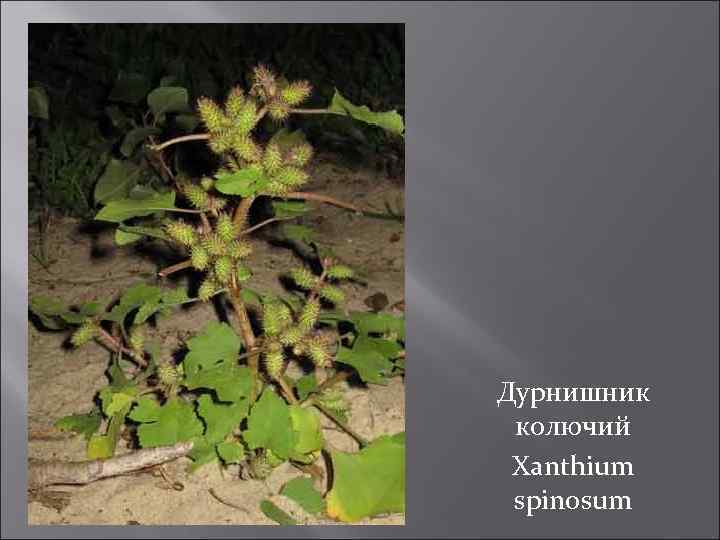 Дурнишник колючий Xanthium spinosum 