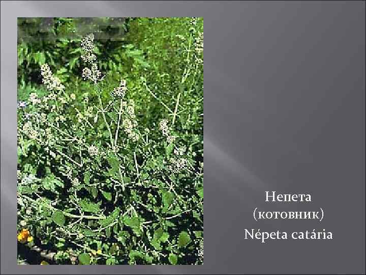 Непета (котовник) Népeta catária 