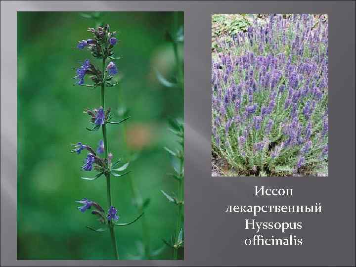 Иссоп лекарственный Hyssopus officinalis 