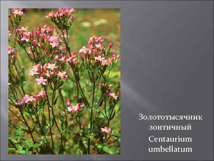 Золототысячник зонтичный Centaurium umbellatum 