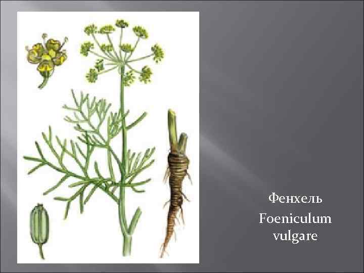 Фенхель Foeniculum vulgare 