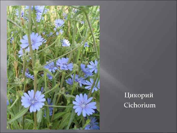 Цикорий Cichorium 