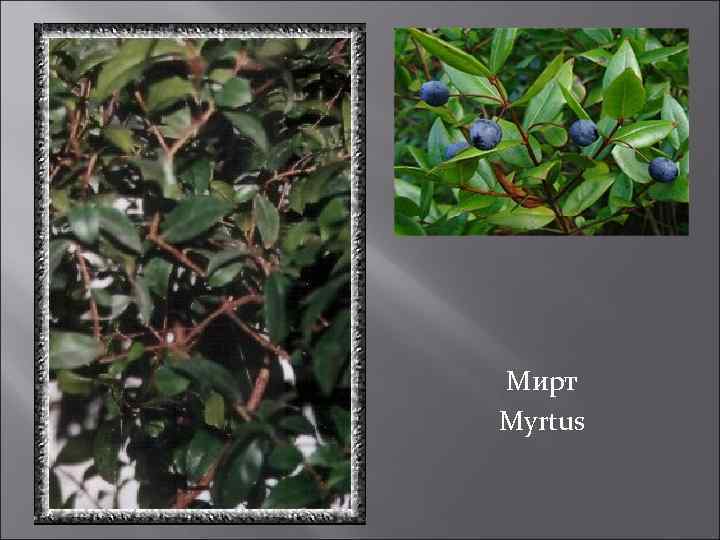 Мирт Myrtus 