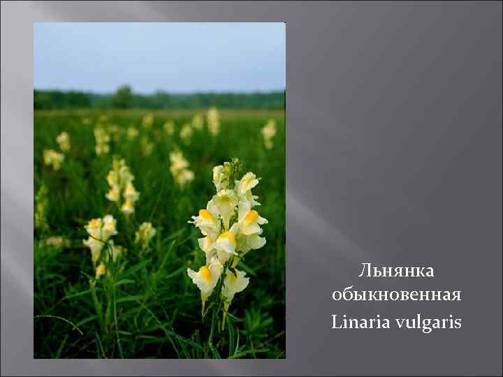 Льнянка обыкновенная Linaria vulgaris 