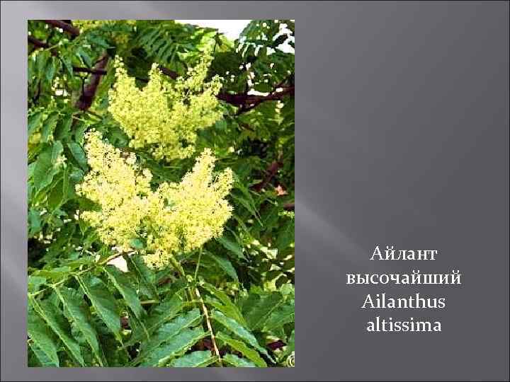 Айлант высочайший Ailanthus altissima 