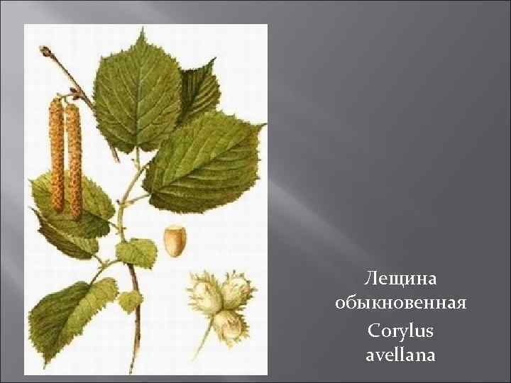 Лещина обыкновенная Corylus avellana 