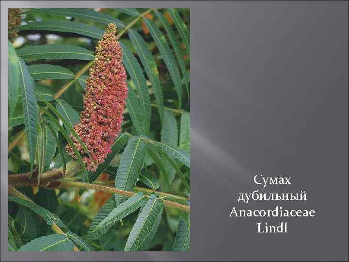 Сумах дубильный Anacordiaceae Lindl 