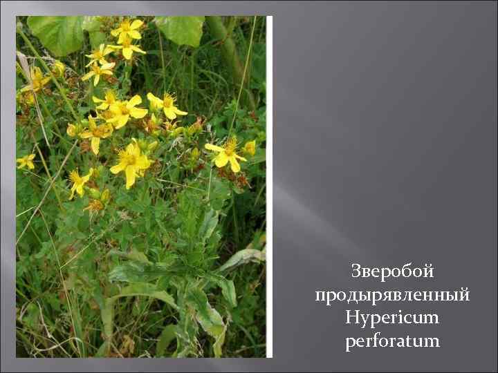 Зверобой продырявленный Hypericum perforatum 