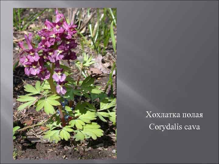 Хохлатка полая Corydalis cava 