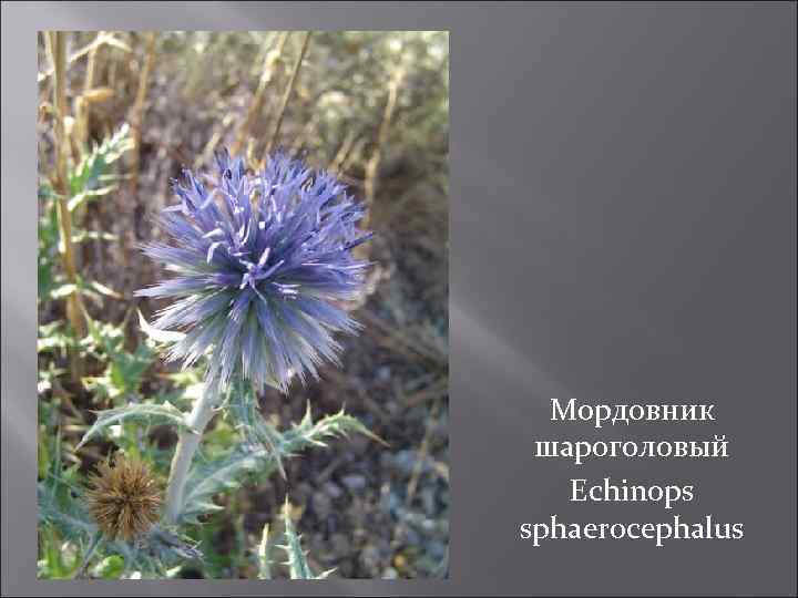 Мордовник шароголовый Echinops sphaerocephalus 