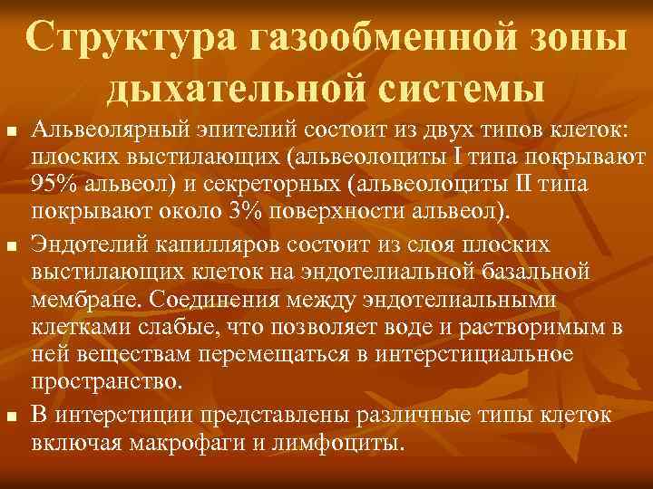 Структура газообменной зоны дыхательной системы n n n Альвеолярный эпителий состоит из двух типов