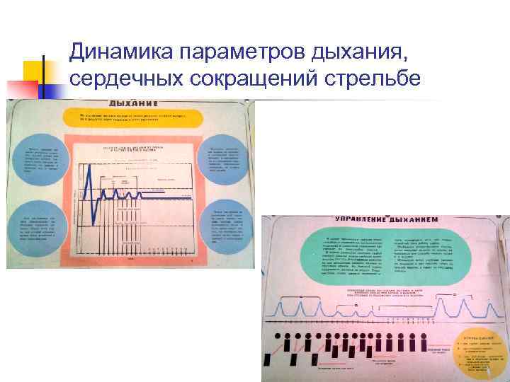 Динамика параметров дыхания, сердечных сокращений стрельбе 