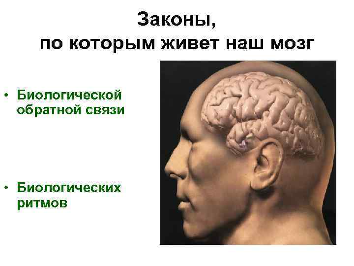 Законы, по которым живет наш мозг • Биологической обратной связи • Биологических ритмов 