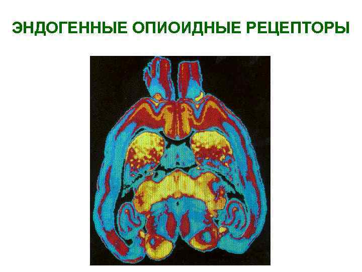 ЭНДОГЕННЫЕ ОПИОИДНЫЕ РЕЦЕПТОРЫ 