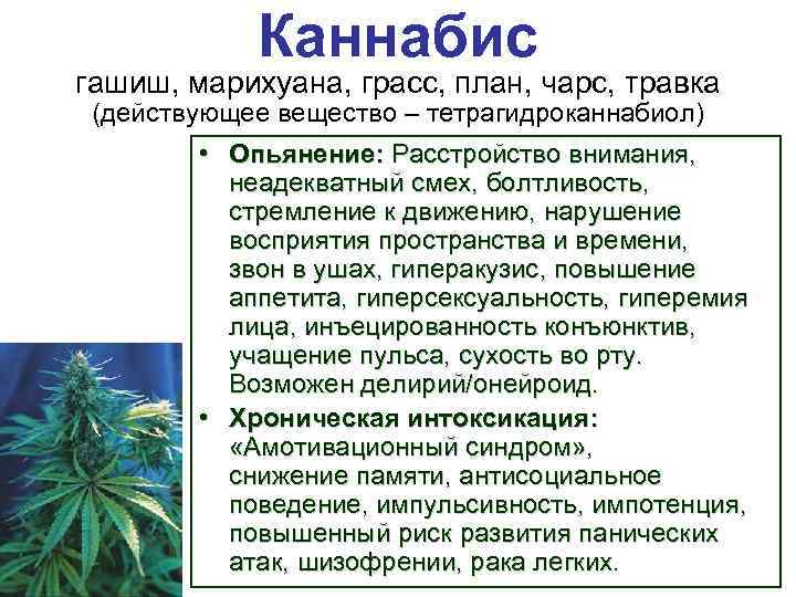 Каннабис гашиш, марихуана, грасс, план, чарс, травка (действующее вещество – тетрагидроканнабиол) • Опьянение: Расстройство