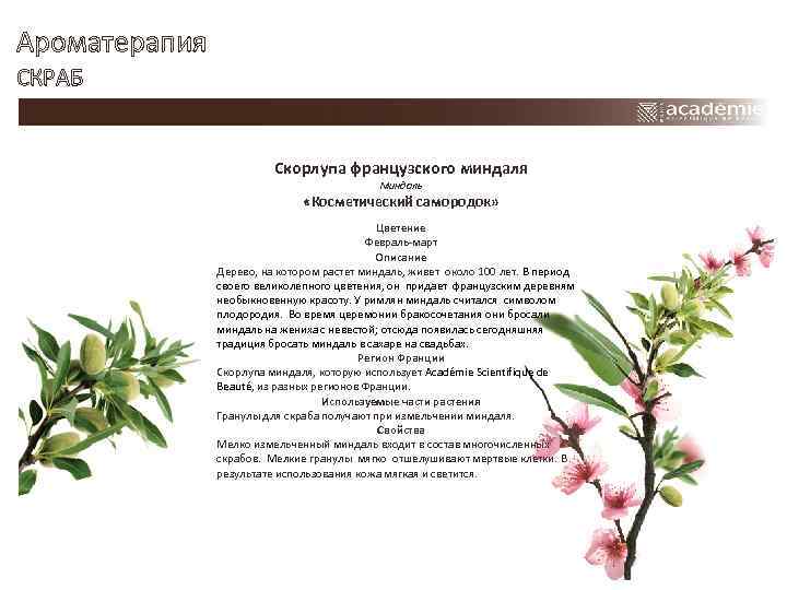Ароматерапия СКРАБ Скорлупа французского миндаля Миндаль «Косметический самородок» Цветение Февраль-март Описание Дерево, на котором