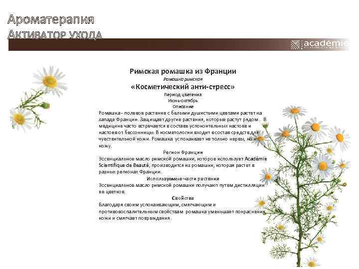 Ароматерапия АКТИВАТОР УХОДА Римская ромашка из Франции Ромашка римская «Косметический анти-стресс» Период цветения Июнь-октябрь