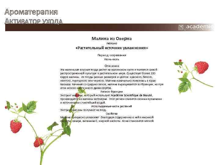 Ароматерапия АКТИВАТОР УХОДА Малина из Оверна Малина «Растительный источник увлажнения» Период созревания Июнь-июль Описание