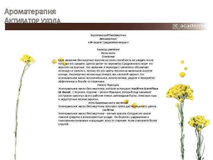 Ароматерапия АКТИВАТОР УХОДА Корсиканский бессмертник Бессмертник « 24 карата Средиземноморья» Период цветения Июнь-июль Описание