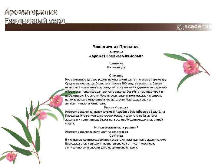 Ароматерапия ЕЖЕДНЕВНЫЙ УХОД Эвкалипт из Прованса Эвкалипт «Аромат Средиземноморья» Цветение Июль-август Описание Это ароматное