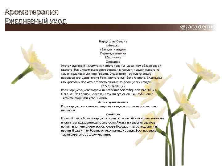 Ароматерапия ЕЖЕДНЕВНЫЙ УХОД Нарцисс из Оверна Нарцисс «Звезда гламура» Период цветения Март-июнь Описание Этот