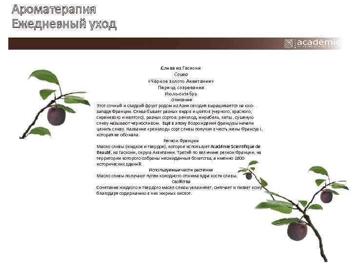 Ароматерапия Ежедневный уход Слива из Гаскони Слива «Чёрное золото Аквитании» Период созревания Июль-октябрь .