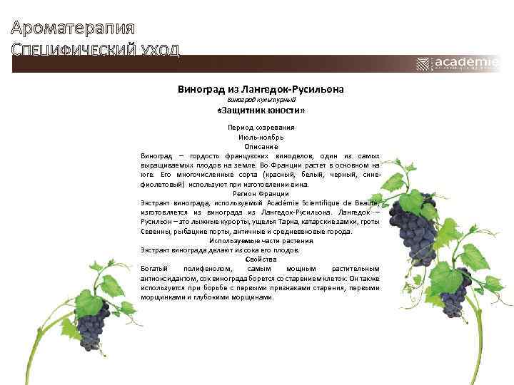 Ароматерапия СПЕЦИФИЧЕСКИЙ УХОД Виноград из Лангедок-Русильона Виноград культурный «Защитник юности» Период созревания Июль-ноябрь Описание