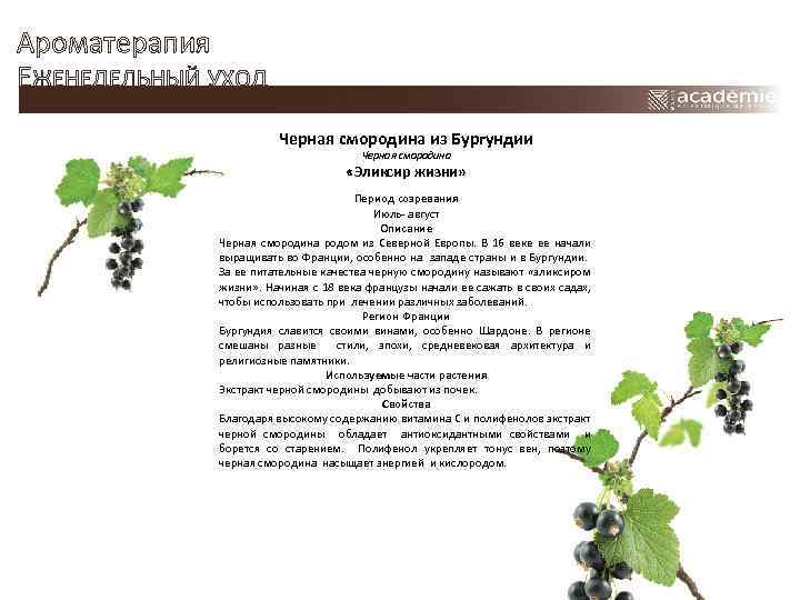Ароматерапия ЕЖЕНЕДЕЛЬНЫЙ УХОД Черная смородина из Бургундии Черная смородина «Эликсир жизни» Период созревания Июль-