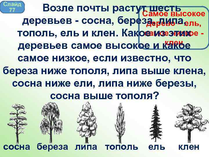 Слайд 77 Возле почты растут шесть Самое высокое деревьев - сосна, береза, липа, дерево