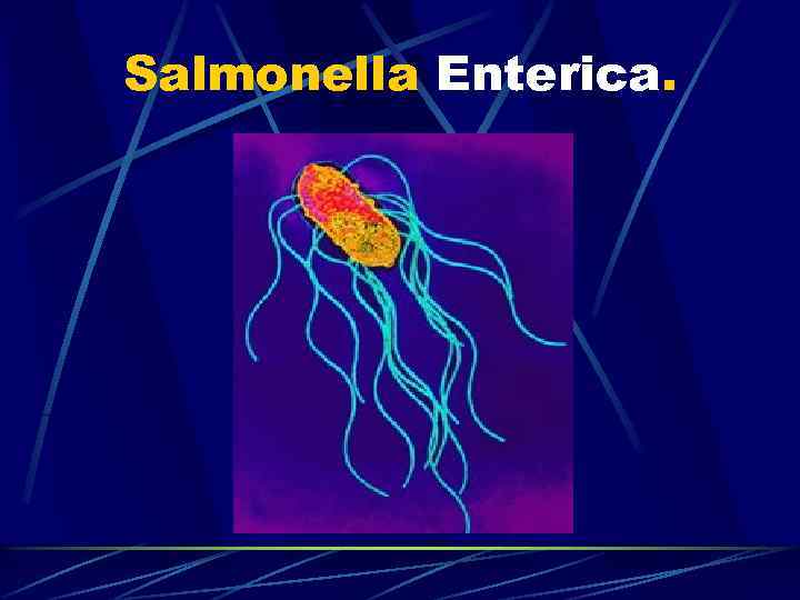 Salmonella Enterica. 