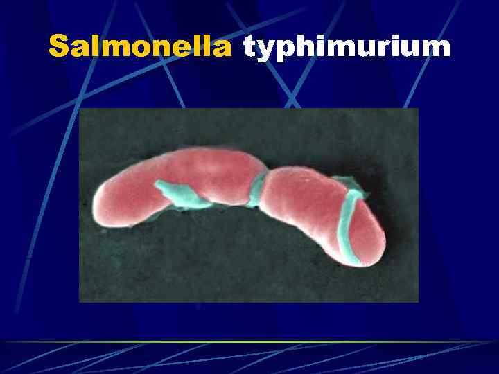 Salmonella typhimurium 