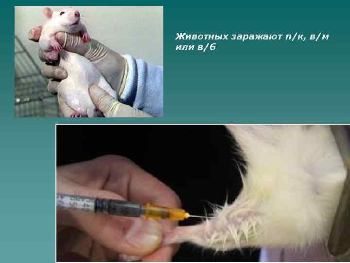 Животных заражают п/к, в/м или в/б 