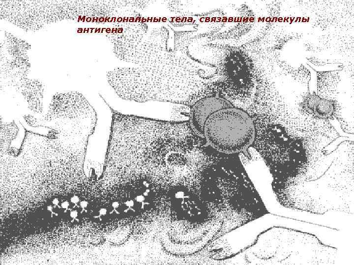 Моноклональные тела, связавшие молекулы антигена 