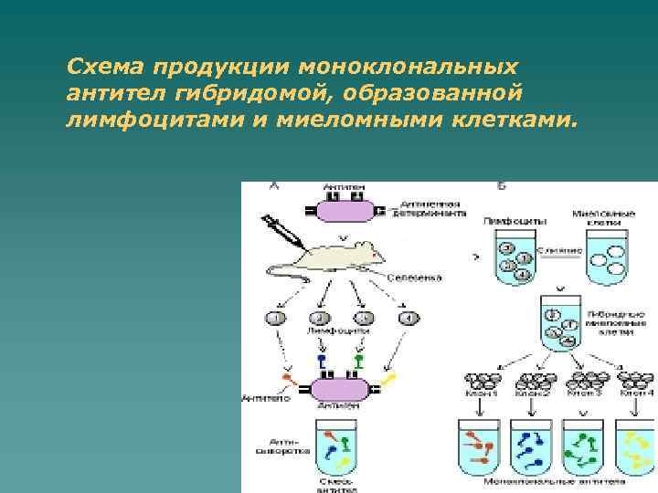 Схема продукции моноклональных антител гибридомой, образованной лимфоцитами и миеломными клетками. 