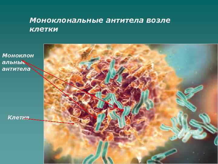 Около клеток. Моноклональные клетки. Моноклональные антитела классификация. Клетки антитела. Моноклональные антитела картинки.