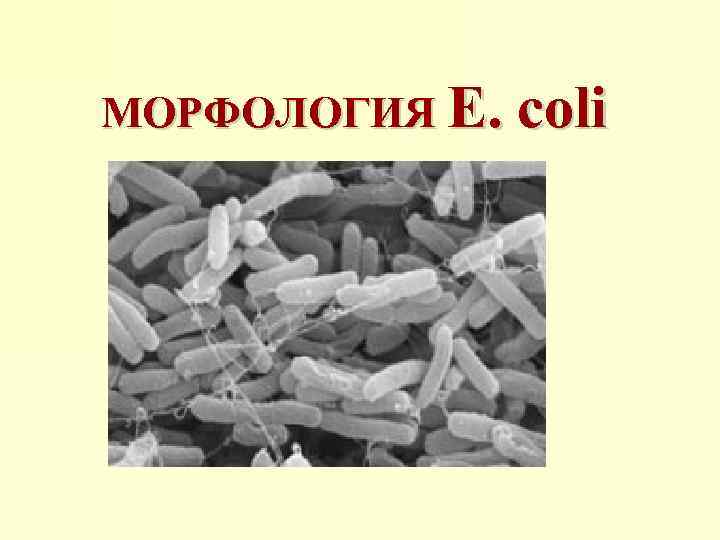 МОРФОЛОГИЯ E. coli 