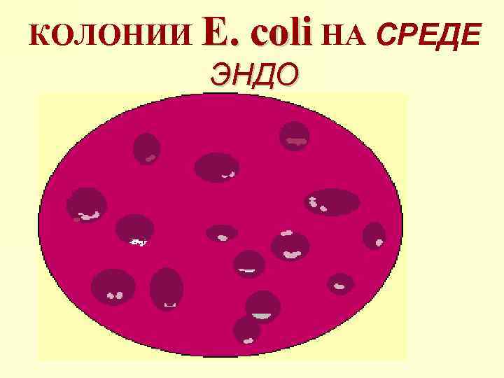 КОЛОНИИ E. coli НА СРЕДЕ ЭНДО 