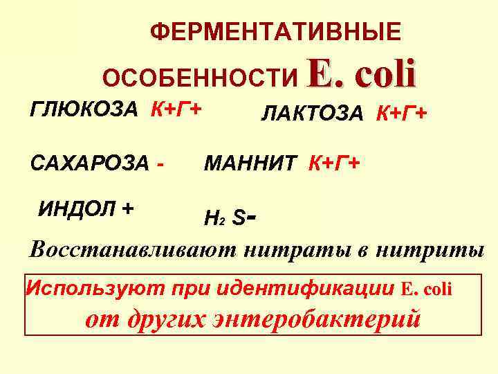 ФЕРМЕНТАТИВНЫЕ ОСОБЕННОСТИ ГЛЮКОЗА К+Г+ САХАРОЗА ИНДОЛ + E. coli ЛАКТОЗА К+Г+ МАННИТ К+Г+ Н