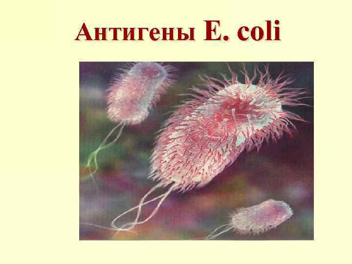 Антигены E. coli 