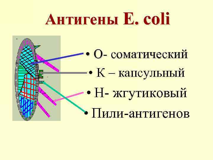 Антигены E. coli • О- соматический • К – капсульный • Н- жгутиковый •