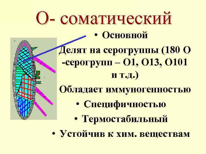 О- соматический • Основной • Делят на серогруппы (180 О -серогрупп – О 1,